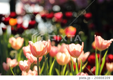 colorful tulips in close up colorful tulips in close up 20808109