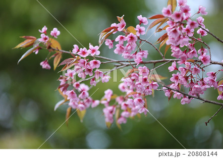 Cherry blossom , pink sakura flower Cherry blossom , pink sakura flower 20808144