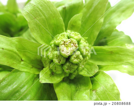 春　ふきの花 20808688