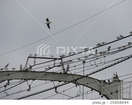 鳥 鳥 20808694