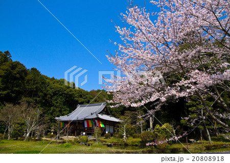 観音寺の桜 20808918
