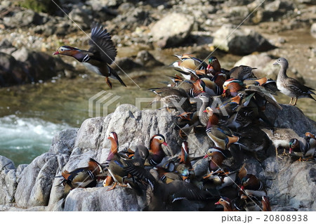 野生のオシドリ 野生のオシドリ 20808938