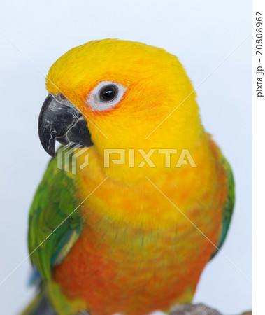ナナイロメキシコインコ ナナイロメキシコインコ 20808962