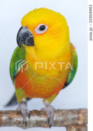 ナナイロメキシコインコ 20808963