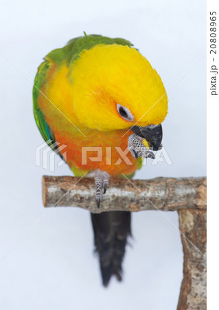 ナナイロメキシコインコ ナナイロメキシコインコ 20808965
