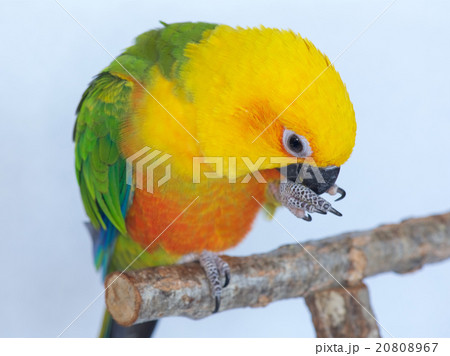 ナナイロメキシコインコ 20808967