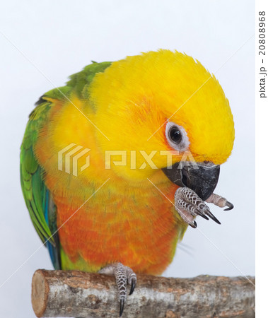 止まり木インコ 止まり木インコ 20808968