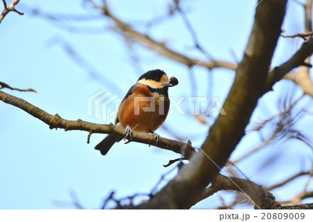 ご飯をくわえているヤマガラちゃん 20809009