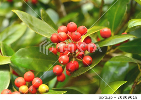 モチノキ実 20809018