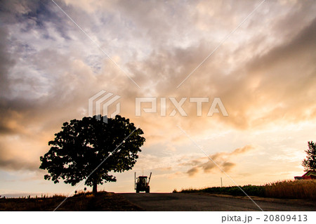 夕景に佇むセブンスターの木 夕景に佇むセブンスターの木 20809413