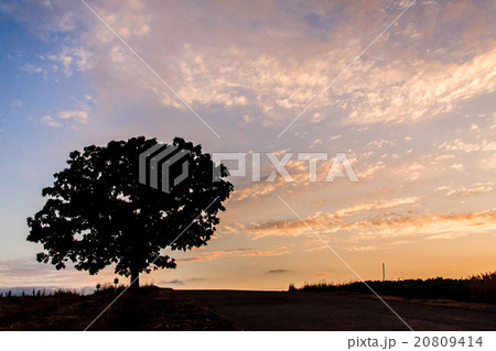 夕景に佇むセブンスターの木 夕景に佇むセブンスターの木 20809414