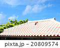シーサー 20809574