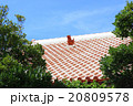 シーサー 20809578