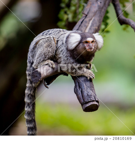 Lemur on climbing tree Lemur on climbing tree 20810169
