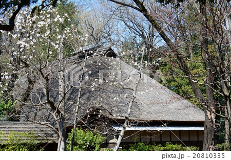 古民家のコブシ 20810335