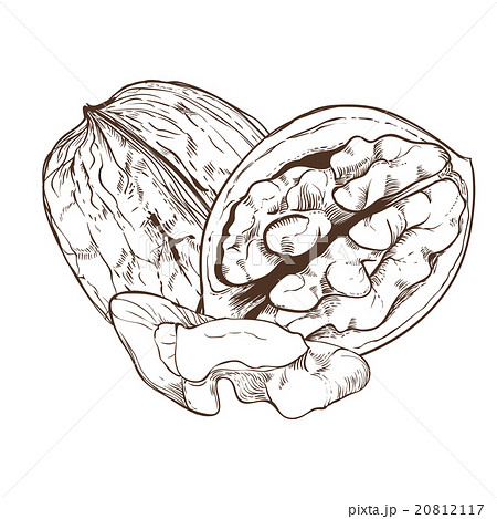 Walnut vector isolated on white background Walnut vector isolated on white background 20812117