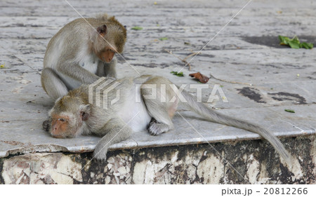 Monkey looking for fleas and ticks Monkey looking for fleas and ticks 20812266