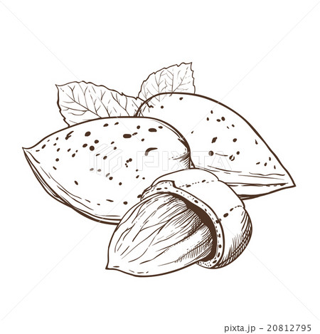 Almond vector isolated on white background 20812795