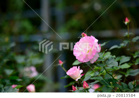 ピンク色の薔薇 ピンク色の薔薇 20813584