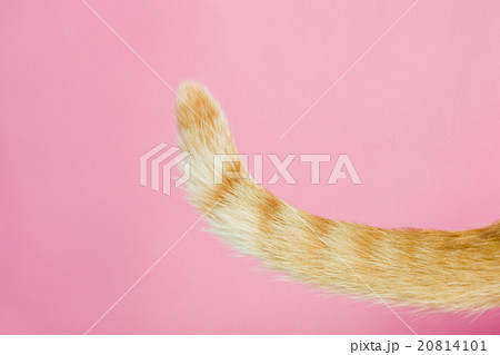 ねこのしっぽ 20814101