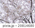 桜の木 20814680
