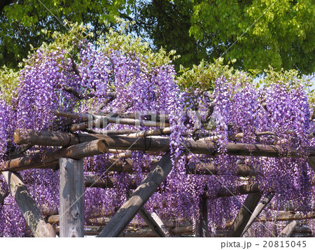 東京都　江東区　亀戸天神社　藤棚の季節 20815045