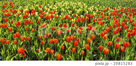 庭 庭園 ガーデン 20815283