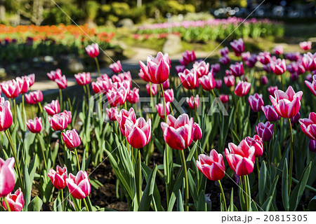 庭 庭園 ガーデン 20815305