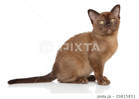 Chocolate Burmese kitten 20815851