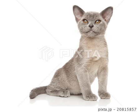 Small gray Burmese kitten on white 20815857