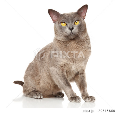 Burmese cat sitting in basket on  white background 20815860