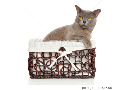 Burmese Burma cat in basket 20815861