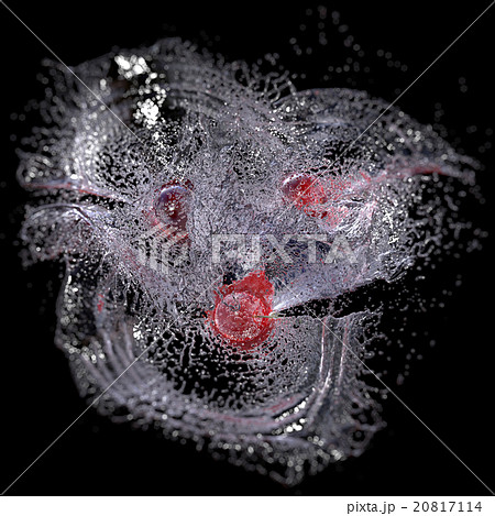 Cherries in Water Splash, isolated on Black. Cherries in Water Splash, isolated on Black. 20817114