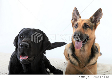 2匹の大型犬 20817118