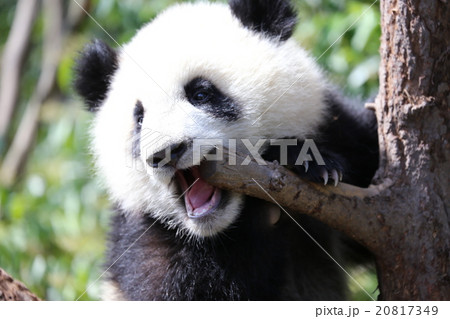 パンダ 成都 パンダ 成都 20817349
