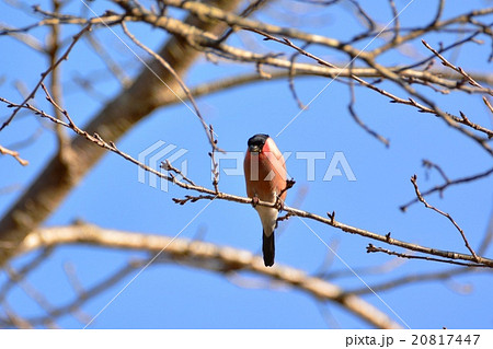 イケメンのオスのアカウソさん イケメンのオスのアカウソさん 20817447