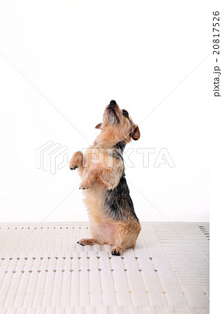 チンチンをする小型犬の写真素材