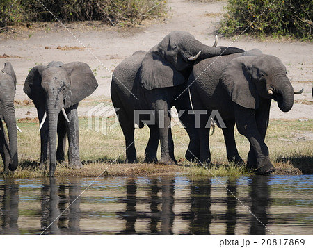 チョベ国立公園で水を飲む象の群れ 20817869