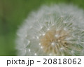 たんぽぽ 20818062