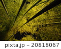 竹林 20818067