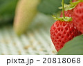 イチゴ 20818068