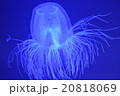 クラゲ 20818069