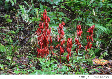 ツチアケビ果実 ツチアケビ果実 20818259
