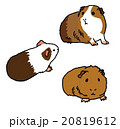 モルモット　ペット　小動物　かわいい　イラスト 20819612
