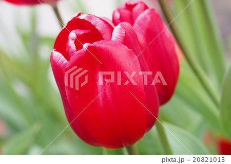 美しいチューリップ 美しいチューリップ 20821013