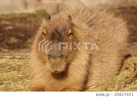 カピバラ 20827031