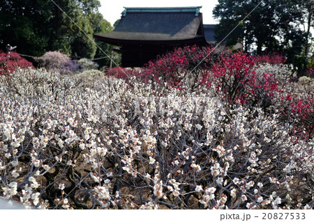 梅の花 20827533