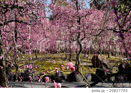 城南宮の梅 城南宮の梅 20827703