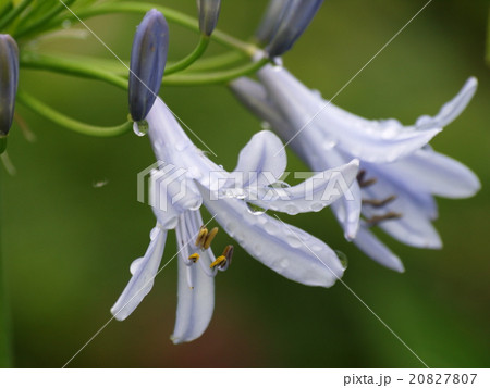 雨滴が滴るアバカンツス 雨滴が滴るアバカンツス 20827807