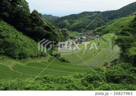 山口県 四郎谷地区の棚田 山口県 四郎谷地区の棚田 20827963